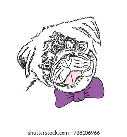 Dog with violet bow. Cute pug portrait. Vector sketch illustration.