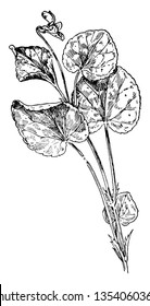 Dog Violet (Viola conspersa) belongs to the Violaceae family. It is a perennial herb plant, leaves are heart shaped, stems are light green and glabrous and flowers develop from the axil of the leaves