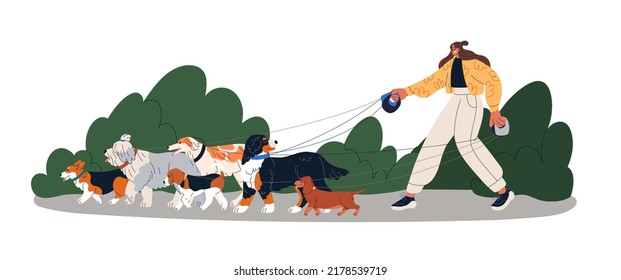 Dog walker leading mixed breed doggies group. Woman, pet sitter going with many puppies on leash. Different animals and girl from canine service. Flat vector illustration isolated on white background