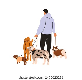 Dog walker. Professional canine animal sitter holding leashes with many puppies. Pet owner leading bunch of doggies, different companion breeds. Flat vector illustration isolated on white background