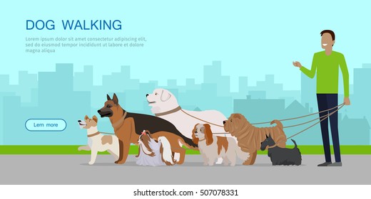 Dog walking banner. Man walks with Golden Retriever, Jack Russell Terrier, Maremma Sheepdog, German Shepherd, Pekingese, Fox Terrier breeds. Dog pet shop banner poster. Vector.