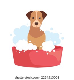 Dog washing with bubbles on white background