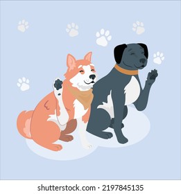 the dog waving paw. Happy Border Collie. happy dog waves paw. Border Collie. funny emotional dog, border collie waving paws, cute pose. pet on a blue background.