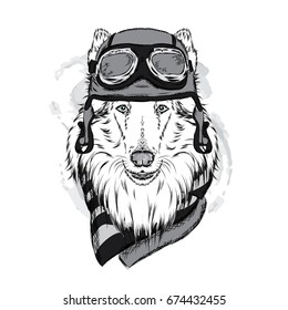 Dog wearing a helmet and scarf. Collie-pilot. Vector illustration.