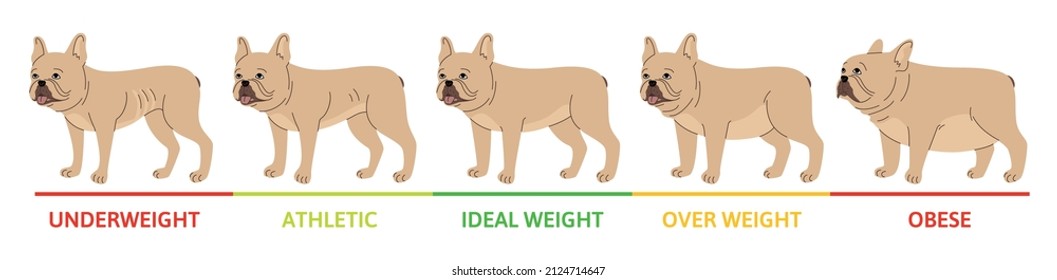 Dog weight stages concept with underweight symbols flat vector illustration
