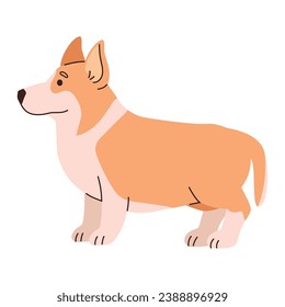 dog welsh corgi illustration design