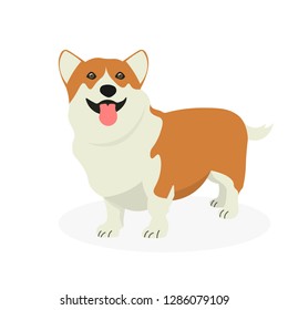 Dog Welsh Corgi isolated on white background