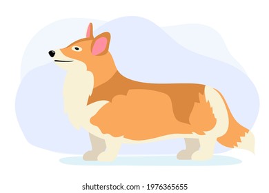 Dog welsh corgi side view looking sideways Full length on white background Cute beautiful dog Vector illustration