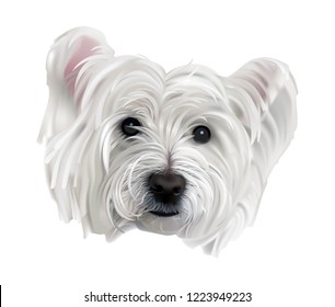 Dog. Westie, or West Highland White Terrier portrait.
Hand drawn realistic vector illustration of a cute white doggy with bright black eyes and nose, pink ears.
