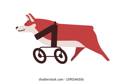 Dog with wheelchair flat vector illustration. Pet with disability using animal wheelchair isolated on white background. Active disabled puppy. Injury adaptation.