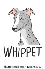 Dog Whippet Vector