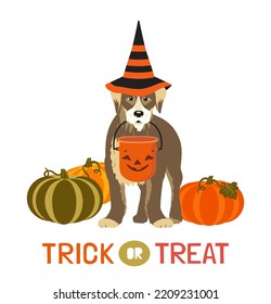 Dog in witch hat  Halloween candy bucket  pumpkins isolated vector  Dog pet  pumpkin cartoon design element illustration  Happy Halloween scary night party celebration Trick treat fun background