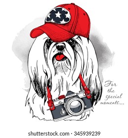 Dog York wearing a red cap with camera. Vector illustration.