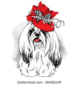 Dog Yorkie in a Elegant women's hat with bow and ribbon. Vector illustration.