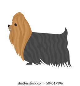 Dog yorkshire terrier