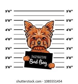 Dog Yorkshire Terrier Prisoner, Convict. Bad Doy. Dog Criminal. Police Placard, Police Mugshot, Lineup. Arrest Photo. Mugshot Photo. Vector Illustration.