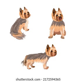 Dog Yorkshire Terrier. Vector illustration in different poses of a small dog breed. Flat design. Popular pet.