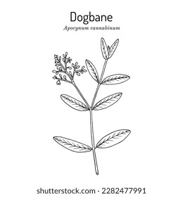 Dogbane, or Indian Hemp (Apocynum cannabinum), edible and medicinal plant. Hand drawn botanical vector illustration