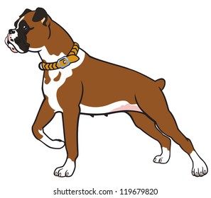 Dog,boxer Breed,vector Picture Isolated On White Background,standing Pose,side View Image