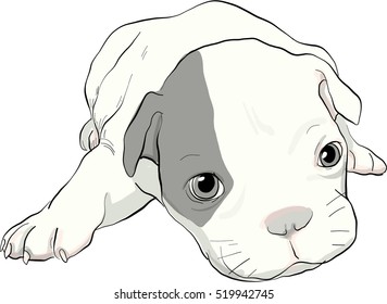 dog,boxer,puppy