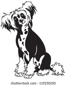 dog,chinese crested breed,black and white vector picture isolated on white background,front view image,sitting pose