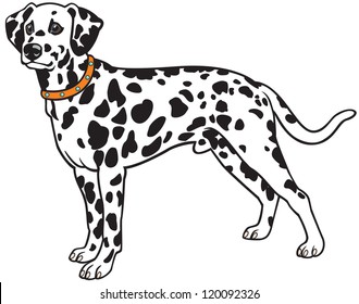 dog,dalmatian breed,vector picture isolated on white background