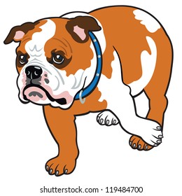 dog,english bulldog breed,vector picture isolated on white background,front view image