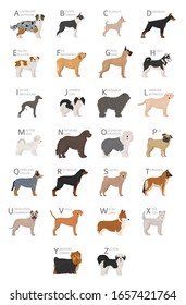 Doggish alphabet for dog lovers. Letters of the alphabet with the names of the dog breeds. Vector illustration