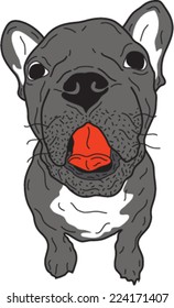 DOGGY 5