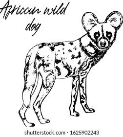 Dog-like hyena sketch. Hand drawn vector illustration, label or card. Minimal vector illustration isolated on white background. African wild dog.