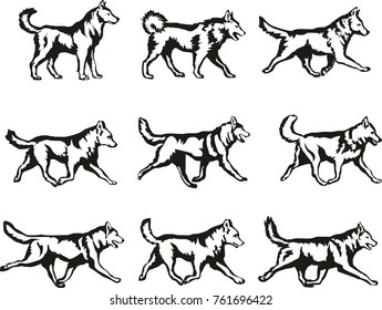 Dog-like. The symbol of the year.
