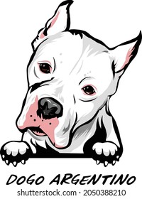 Dogo Argentino Hundevektor