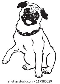 dog,pug breed,black and white vector picture isolated on white background,front view image,sitting pose