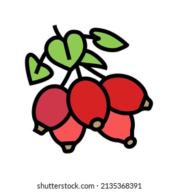vector de icono de color de berry dogrose. signo de moras dogrose. ilustración de símbolo aislado
