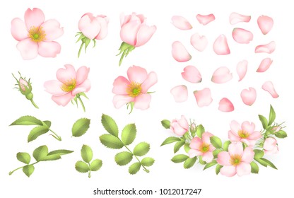 Dog-rose blooms. wild rose vector set
