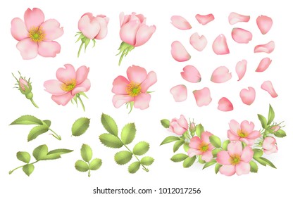 Dog-rose blooms. wild rose vector set