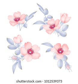 Dog-rose blooms. wild rose vector set