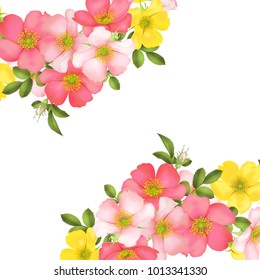 Dog-rose blooms. wild rose vector illustration