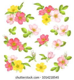 Dog-rose blooms. wild rose vector set