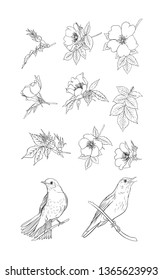 Dog-rose, briar, brier, eglantine, canker-rose and nightingale. Set of elements for design. Graphic drawing, outline. Vector illustration in black and white.