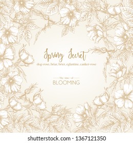 Dog-rose, briar, brier, eglantine, canker-rose. Template for wedding invitation, greeting card, banner, gift voucher. Graphic drawing, engraving style. Vector illustration in beige and white.