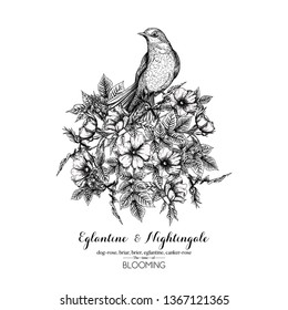 Dog-rose, briar, brier, eglantine, canker-rose and nightingale. Template for wedding invitation, greeting card, gift voucher. Graphic drawing, engraving style. Vector illustration in black and white.