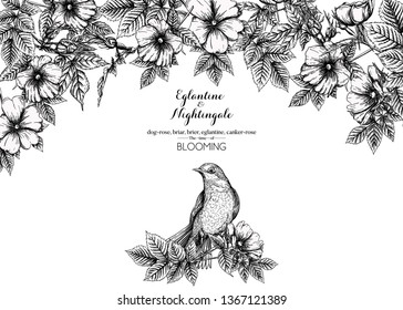 Dog-rose, briar, brier, eglantine, canker-rose and nightingale. Template for wedding invitation, greeting card, gift voucher. Graphic drawing, engraving style. Vector illustration in black and white.