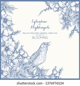 Dog-rose, briar, brier, eglantine, canker-rose and nightingale. Template for wedding invitation, greeting card, gift voucher. Graphic drawing, engraving style. Vector illustration in blue and white.