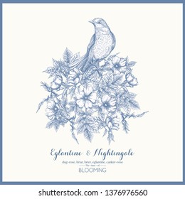 Dog-rose, briar, brier, eglantine, canker-rose and nightingale. Template for wedding invitation, greeting card, gift voucher. Graphic drawing, engraving style. Vector illustration in blue and white.