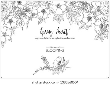 Dog-rose, briar, brier, eglantine, canker-rose. Template for wedding invitation, greeting card, banner, gift voucher. Outline graphic. Vector illustration in black and white.