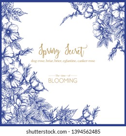 Dog-rose, briar, brier, eglantine, canker-rose. Template for wedding invitation, greeting card, banner, gift voucher. Graphic drawing, engraving style. Vector illustration in blue and white.