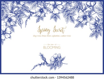 Dog-rose, briar, brier, eglantine, canker-rose. Template for wedding invitation, greeting card, banner, gift voucher. Graphic drawing, engraving style. Vector illustration in blue and white.