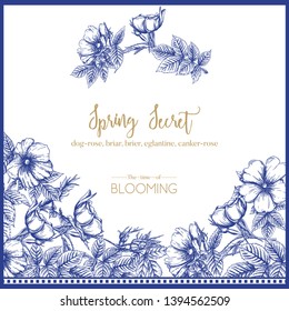 Dog-rose, briar, brier, eglantine, canker-rose. Template for wedding invitation, greeting card, banner, gift voucher. Graphic drawing, engraving style. Vector illustration in blue and white.