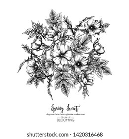 Dog-rose, briar, brier, eglantine, canker-rose. Template for wedding invitation, greeting card, banner, gift voucher. Graphic drawing, engraving style. Vector illustration in black and white.